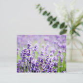 Lavender Briefkaart (Staand voorkant)