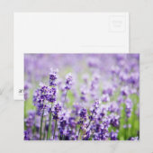 Lavender Briefkaart (Voorkant / Achterkant)