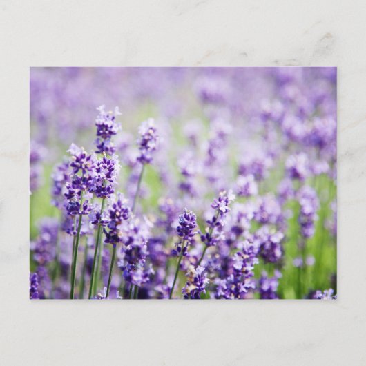 Lavender Briefkaart (Voorkant)