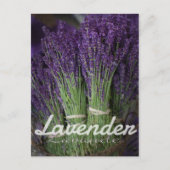 Lavender Bunch Briefkaart (Voorkant)