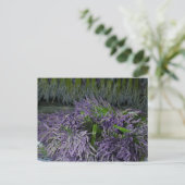 Lavender Bunches Briefkaart (Staand voorkant)