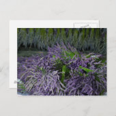 Lavender Bunches Briefkaart (Voorkant / Achterkant)