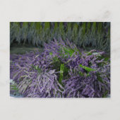 Lavender Bunches Briefkaart (Voorkant)
