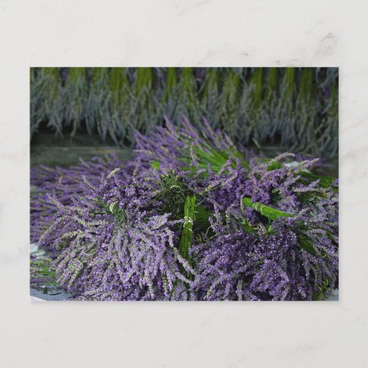 Lavender Bunches Briefkaart (Voorkant)