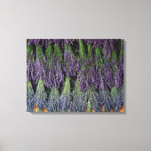 Lavender Bunches op droograck Canvas Afdruk (Voorkant)
