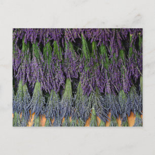 Lavender Bunches op een droog rack Briefkaart