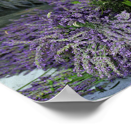 Lavender Bundles Poster (Hoek)