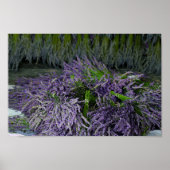 Lavender Bundles Poster (Voorkant)