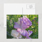 Lavender Campunella Bell Flower Briefkaart (Voorkant / Achterkant)