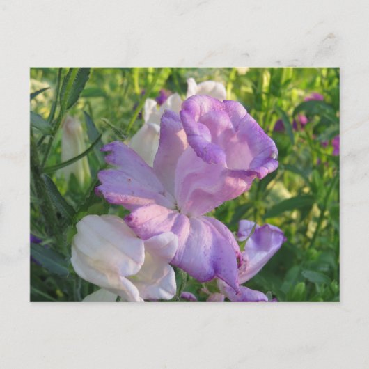 Lavender Campunella Bell Flower Briefkaart (Voorkant)