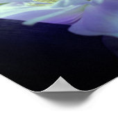 Lavender Clematis-bloem in de trallis Poster (Hoek)