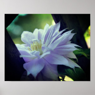 Lavender Clematis-bloem in de trallis Poster