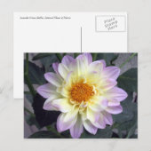 Lavender Creme Dahlia Briefkaart (Voorkant / Achterkant)