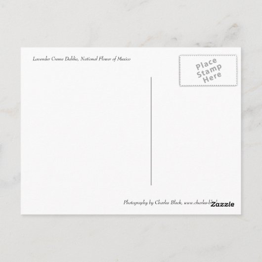 Lavender Creme Dahlia Briefkaart (Achterkant)