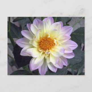 Lavender Creme Dahlia Briefkaart