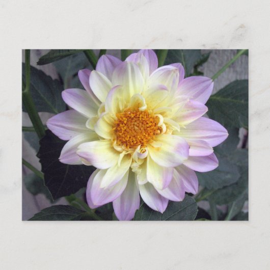Lavender Creme Dahlia Briefkaart (Voorkant)