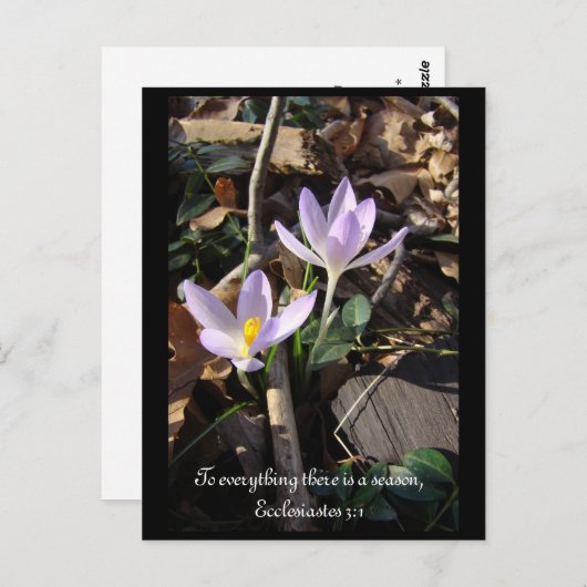 Lavender Crocus Briefkaart (Voorkant / Achterkant)