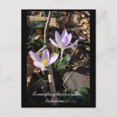 Lavender Crocus Briefkaart (Voorkant)