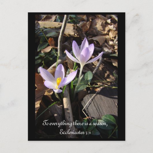 Lavender Crocus Briefkaart (Voorkant)