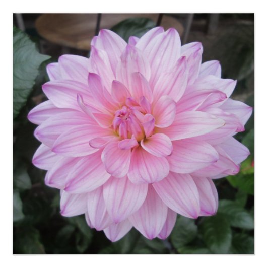 Lavender Dahlia Flower Perfect Poster (Voorkant)