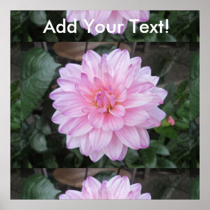 Lavender Dahlia Flower Poster