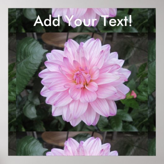 Lavender Dahlia Flower Poster (Voorkant)