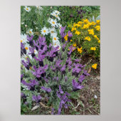 Lavender Daisy Paars Flower Garden Poster (Voorkant)