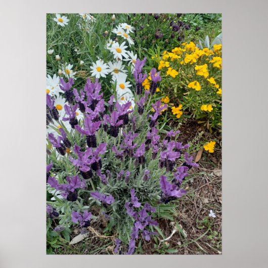 Lavender Daisy Paars Flower Garden Poster (Voorkant)