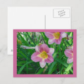 Lavender Daylilies Briefkaart (Voorkant / Achterkant)