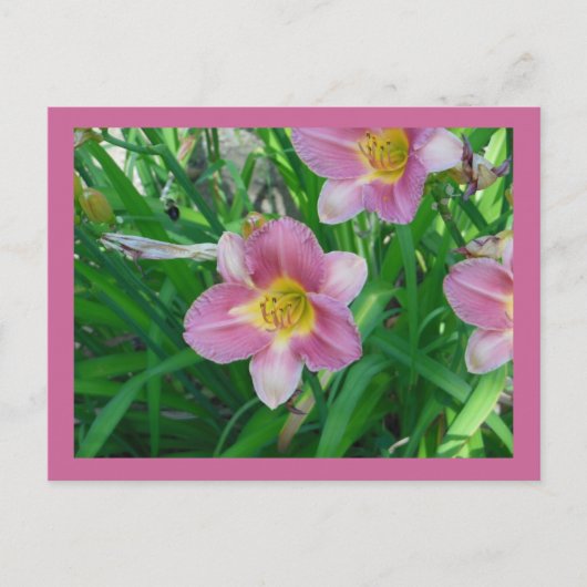 Lavender Daylilies Briefkaart (Voorkant)