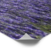 Lavender Days Poster (Hoek)