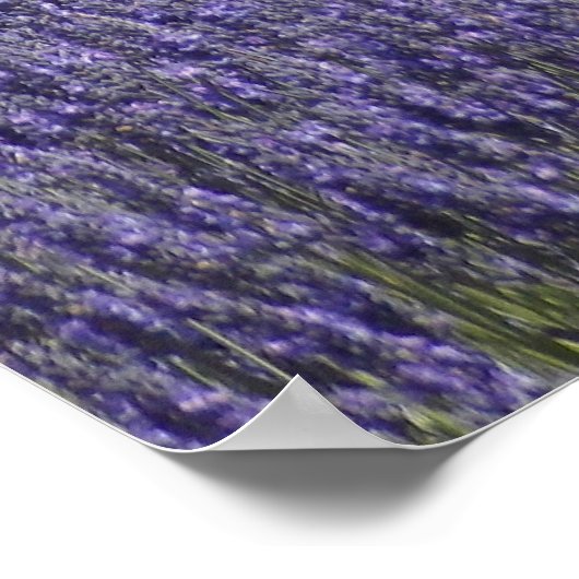 Lavender Days Poster (Hoek)