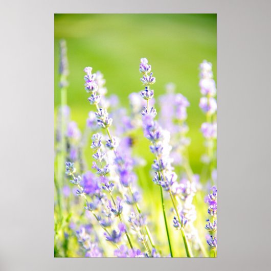 Lavender Dream Poster (Voorkant)
