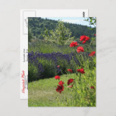 Lavender en papavers briefkaart (Voorkant / Achterkant)