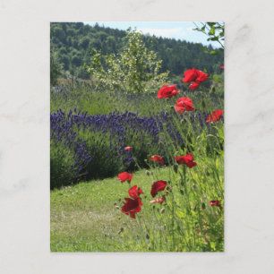 Lavender en papavers briefkaart