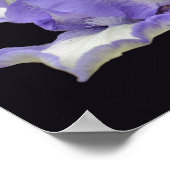 Lavender en witte reukkoordaanstoot poster (Hoek)