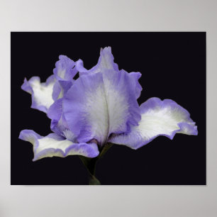Lavender en witte reukkoordaanstoot poster