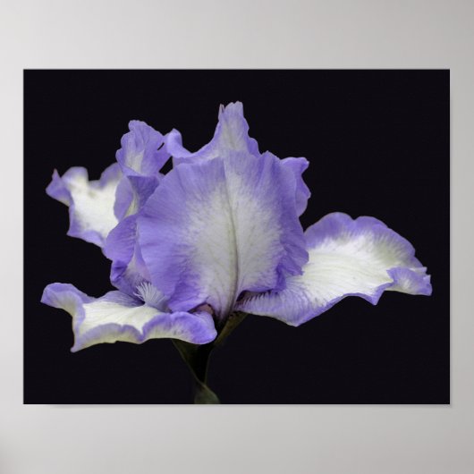 Lavender en witte reukkoordaanstoot poster (Voorkant)