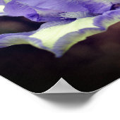 Lavender en witte reukkoordaanstoot poster (Hoek)