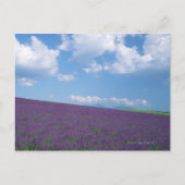 Lavender Field Briefkaart (Voorkant)