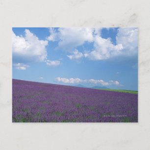 Lavender Field Briefkaart