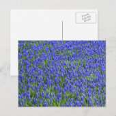 Lavender Field Briefkaart (Voorkant / Achterkant)