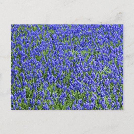 Lavender Field Briefkaart (Voorkant)