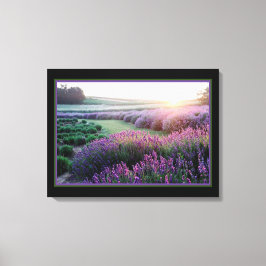 Lavender Field Canvas Afdruk