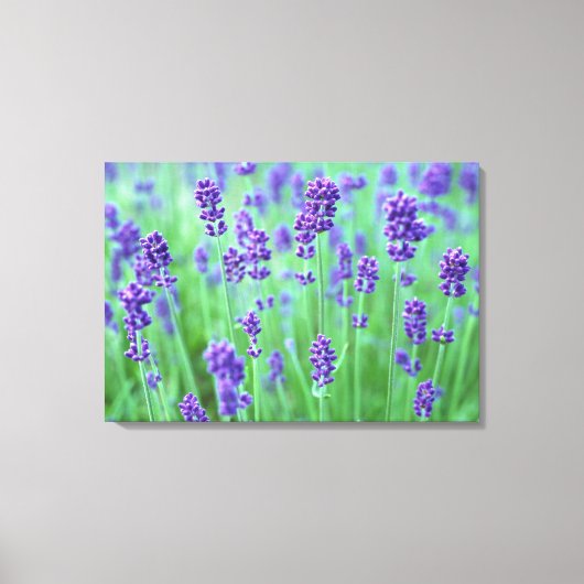 Lavender Field Canvas Afdruk (Voorkant)