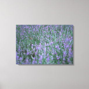 Lavender Field Canvas Afdruk
