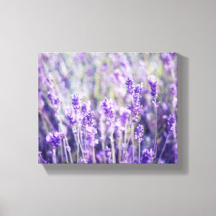 Lavender Field Floral Canvas Afdruk