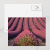 Lavender field in High Provence, France 2 Briefkaart (Voorkant / Achterkant)
