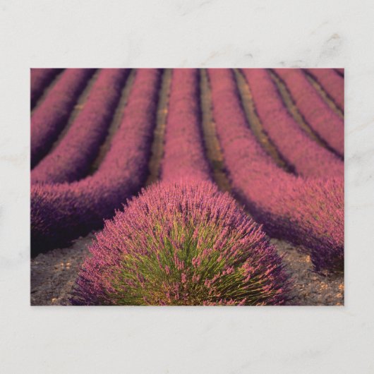 Lavender field in High Provence, France 2 Briefkaart (Voorkant)
