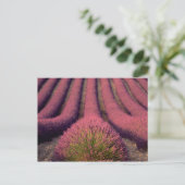 Lavender field in High Provence, France 2 Briefkaart (Staand voorkant)